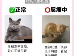 -博特宠物医院24h犬猫全科.骨科·异宠
