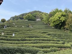 -龙井村