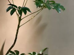 -青桃餐厅