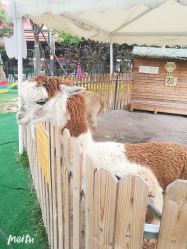 -萌宠亲子动物乐园(槐房万达店)