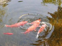 -雅达·阳羡溪山小镇中心