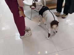 -瑞鹏·疫苗·绝育·宠物医院(金沙洲店)