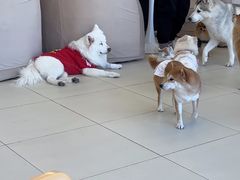 -怪兽屋·羊驼·猫咖·狗咖(俊华广场店)