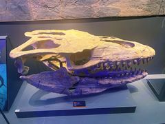 -贝林大翅鲸简餐厅(国家海洋博物馆店)