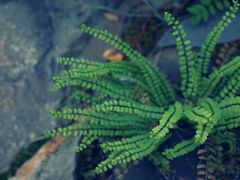 -叠溪松坪沟景区