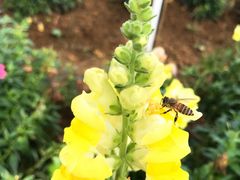 -松山湖梦幻百花洲