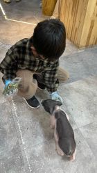 -神奇动物撸宠馆·羊驼·小浣熊·异宠(豫园店)