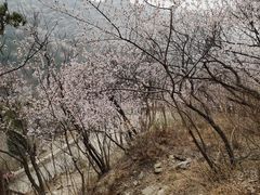 -北京鹫峰国家森林公园