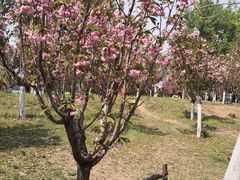 -长白岛森林公园