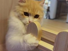 -爪爪喵星球·猫舍(前海卓越店)