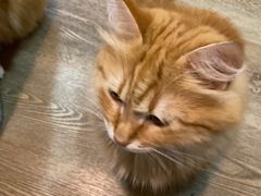 -MOCHA明星猫咖(田子坊店)