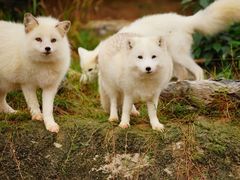 -杭州野生动物世界