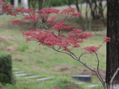 -西安浐灞国家湿地公园