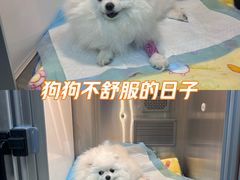 -爱派特动物医院·全科诊疗中心