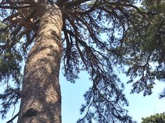 -阳台山自然风景区