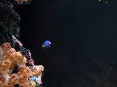 -暹罗海洋世界