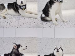 -Husky Go!哈士奇体验馆·宠物咖啡厅狗咖