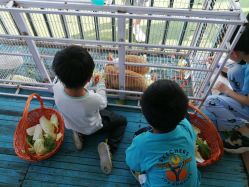 -小蜜蜂农场(凯德七宝购物广场店)