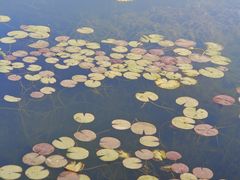 -白鹭湾湿地公园