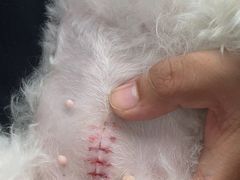 -爱妮康宠物医院·干细胞免疫细胞·肿瘤·心脏(张江店)