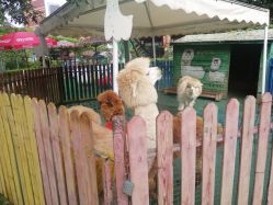 -萌宠亲子动物乐园(槐房万达店)