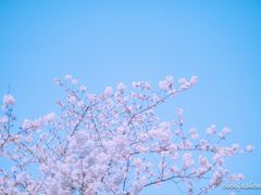 -顾村公园