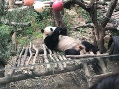 -七欣天香辣蟹火锅(南京建宁路大观天地店)