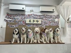 -星多哈·狗咖·拼豆·咖啡