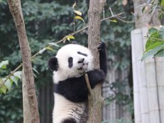 -成都大熊猫繁育研究基地