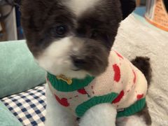 -BABIT巴比特宠物(MOMOPARK店)