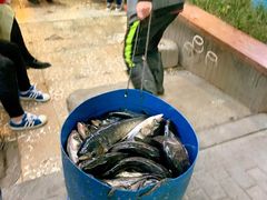 -肖肖酸萝卜鱼火锅(总店)