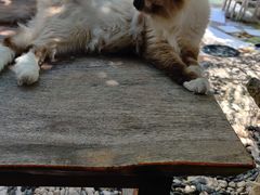 -喵屿·大理花园猫咖