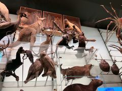 -美国自然历史博物馆