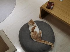 -猫和宫(六道口店)