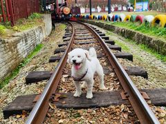 -武汉紫薇都市田园