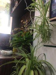 -尚玲纹绣纹眉特价店