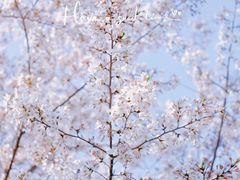 -高东镇樱花园
