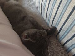 -宠爱国际动物医院· 猫科· 外科·中兽医(长白店)