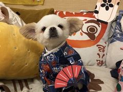 -星鸿社重庆老火锅