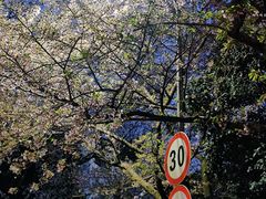 -武汉大学-樱园