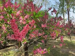 -莲花池公园