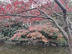 -秋霞圃