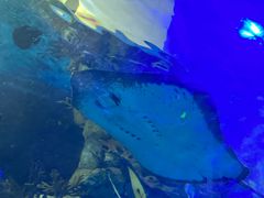 -梦幻海洋王国(吾悦广场张家港店)