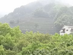 -阿巧茶庄