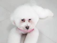 -辛巴宠物医疗中心·骨科·内分泌专科·心肾专科(亭林公园店)