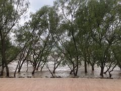 -宝安西湾红树林湿地公园