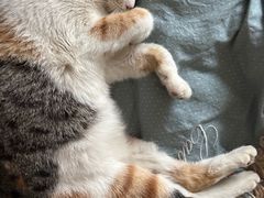 -贝康宠物医院·犬猫全科·小动物特色诊疗中心(东环路店)