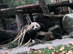 -都江堰中华大熊猫苑