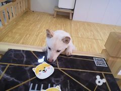 -柴源莊·柴小宠柴犬咖啡