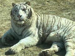 -北京野生动物园